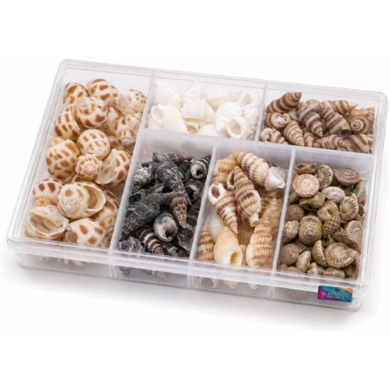 Assorted Mini Natural Seashells